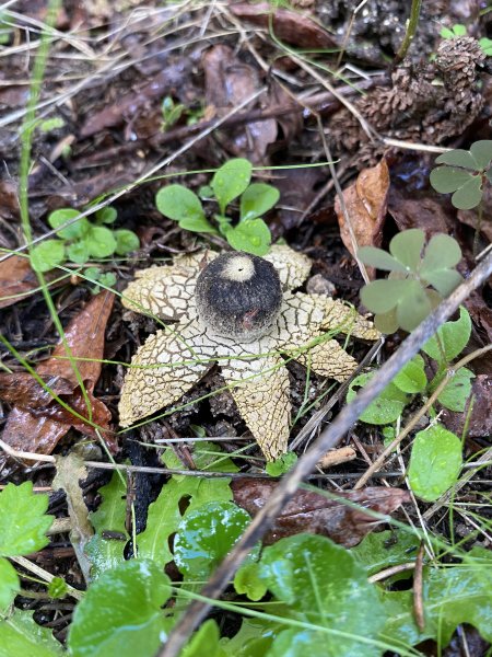 CHAMPIGNON. ASTRAEUS HYGROMETRICUS. Ce champignon a la capacité de s'ouvrir par temps humide pour expulser ses spores et de se refermer par temps secs. ALAIN LEROY
